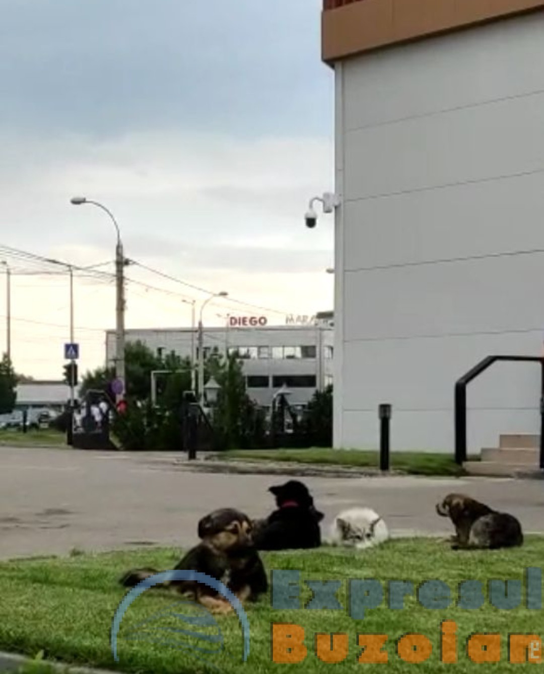 VIDEO Pericol pe străzi. Câinii fără stăpân pun, din nou, stăpânire pe oraș