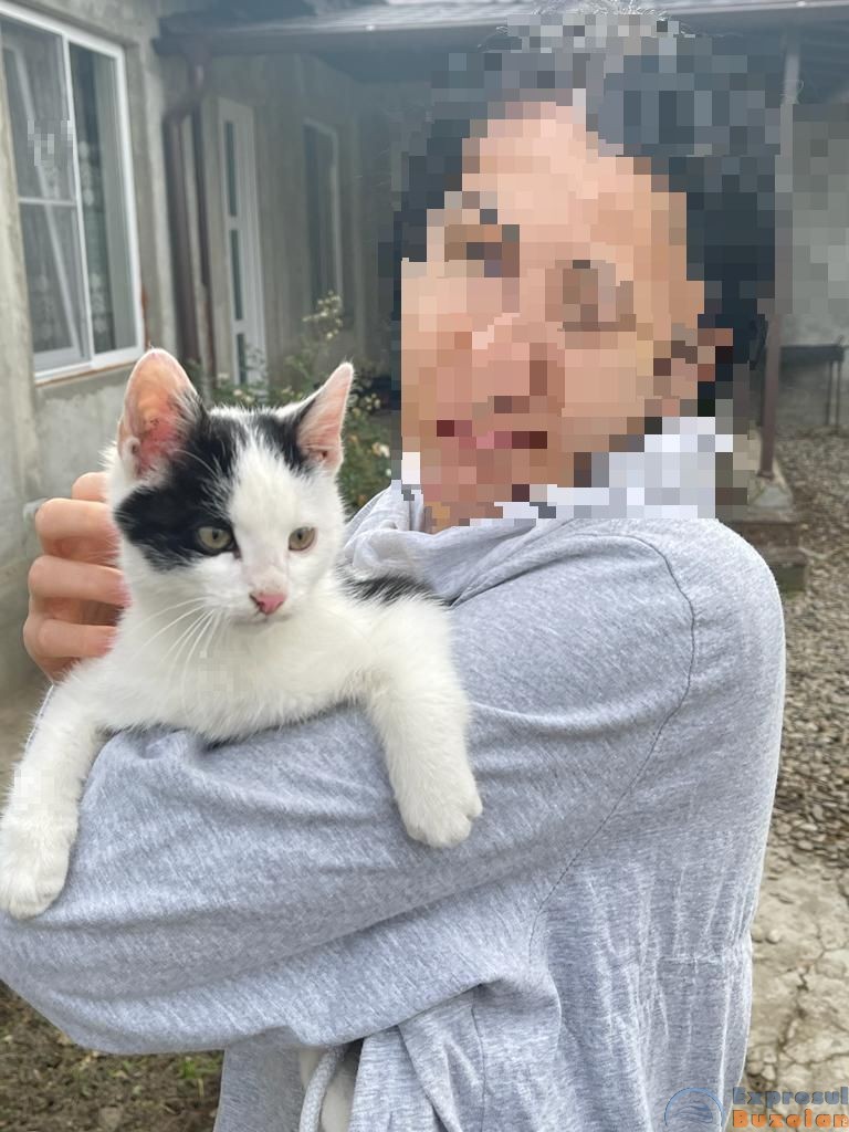 Isprava unui septuagenar. A abandonat un pui de pisică și a fost amendat cu 1.500 de lei
