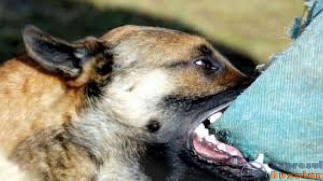 Două eleve, atacate în plină stradă de un câine extrem de agresiv