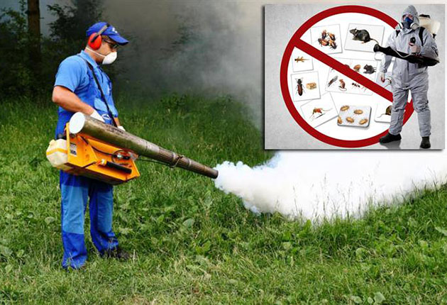 Săptămâna viitoare începe prima etapă de deratizare în municipiul Buzău