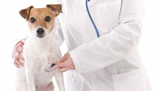 Primăria Buzău caută medici veterinari. Se oferă contract pe 12 luni