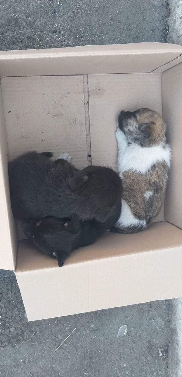 Amendă uriașă pentru un bărbat din Luciu care a abandonat 7 cățeluși