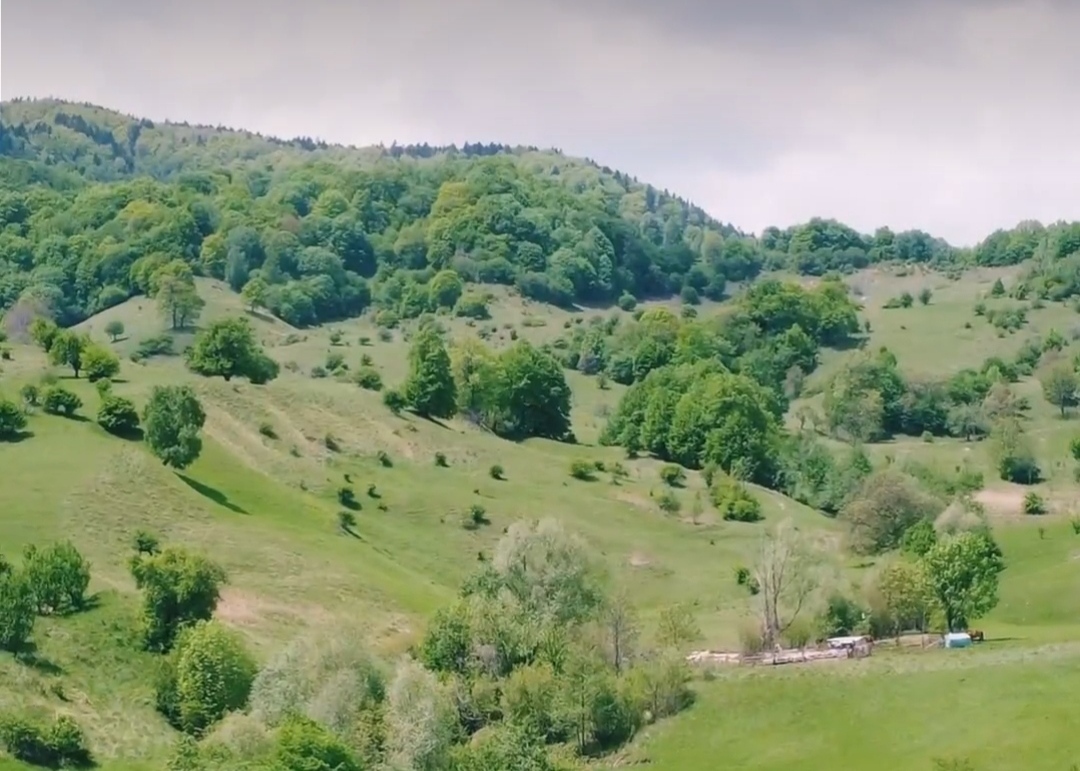 Vă doriți să beți cafeaua într-o liniște deplină admirând căprioarele? Teren de vânzare în cea mai frumoasă zonă a județului Buzău