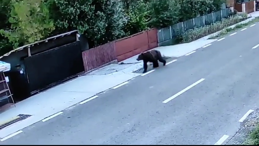 VIDEO Ursul pe stradă, ziua în amiaza mare, la Cernătești