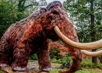 Descoperire impresionantă la Buzău: un incisiv de mamut lânos, piesă unică în patrimoniul Muzeului Județean