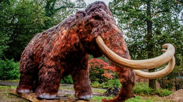 Descoperire impresionantă la Buzău: un incisiv de mamut lânos, piesă unică în patrimoniul Muzeului Județean
