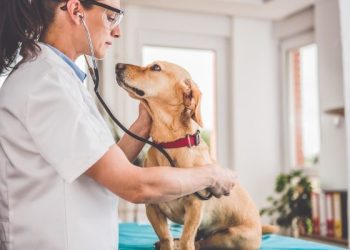 Campania de sterilizare a câinilor cu stăpân continuă în Buzău – măsuri pentru siguranță și responsabilitate