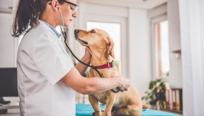 Campania de sterilizare a câinilor cu stăpân continuă în Buzău – măsuri pentru siguranță și responsabilitate